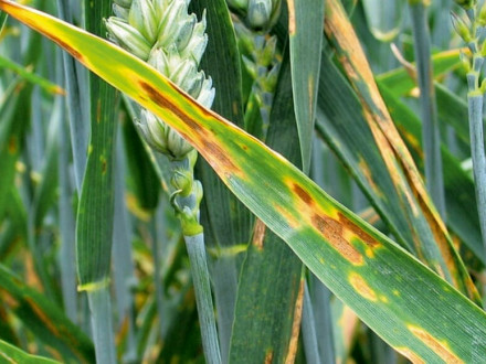 Пиренофороз пшеницы: симптомы, развитие и защита