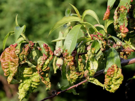Основные болезни персика: причины возникновения и способы борьбы
