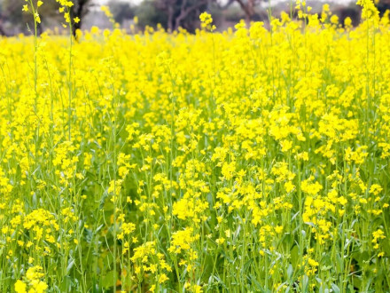 Сидераты: природное удобрение для восстановления почвы