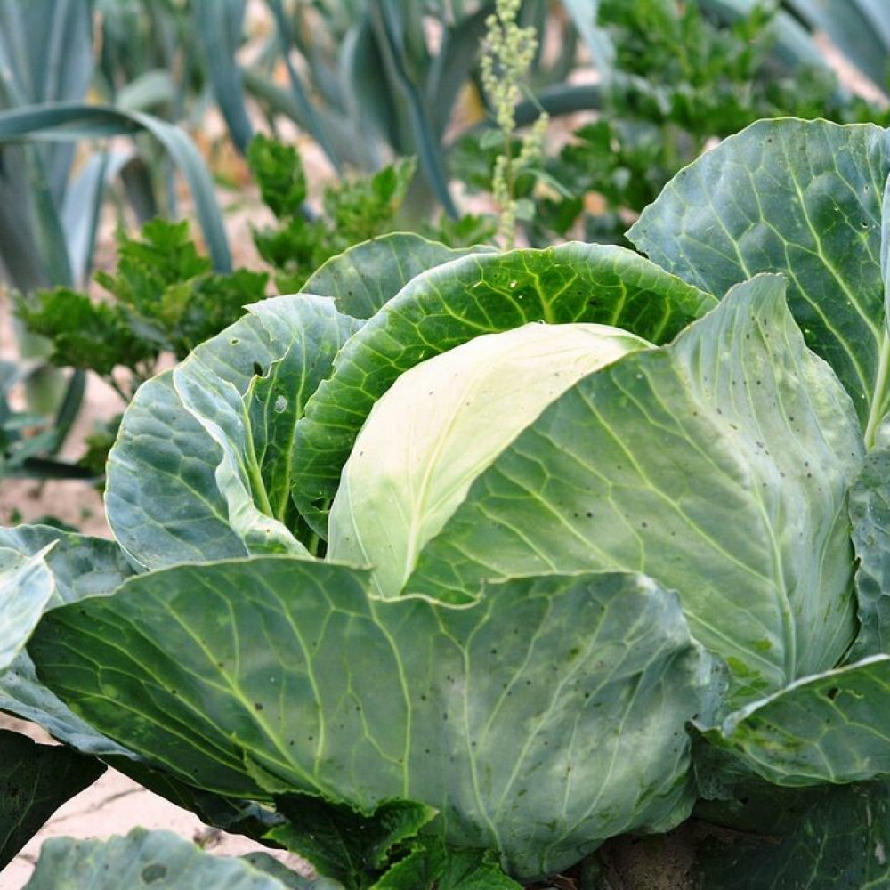 Вредители капусты, редьки, редис