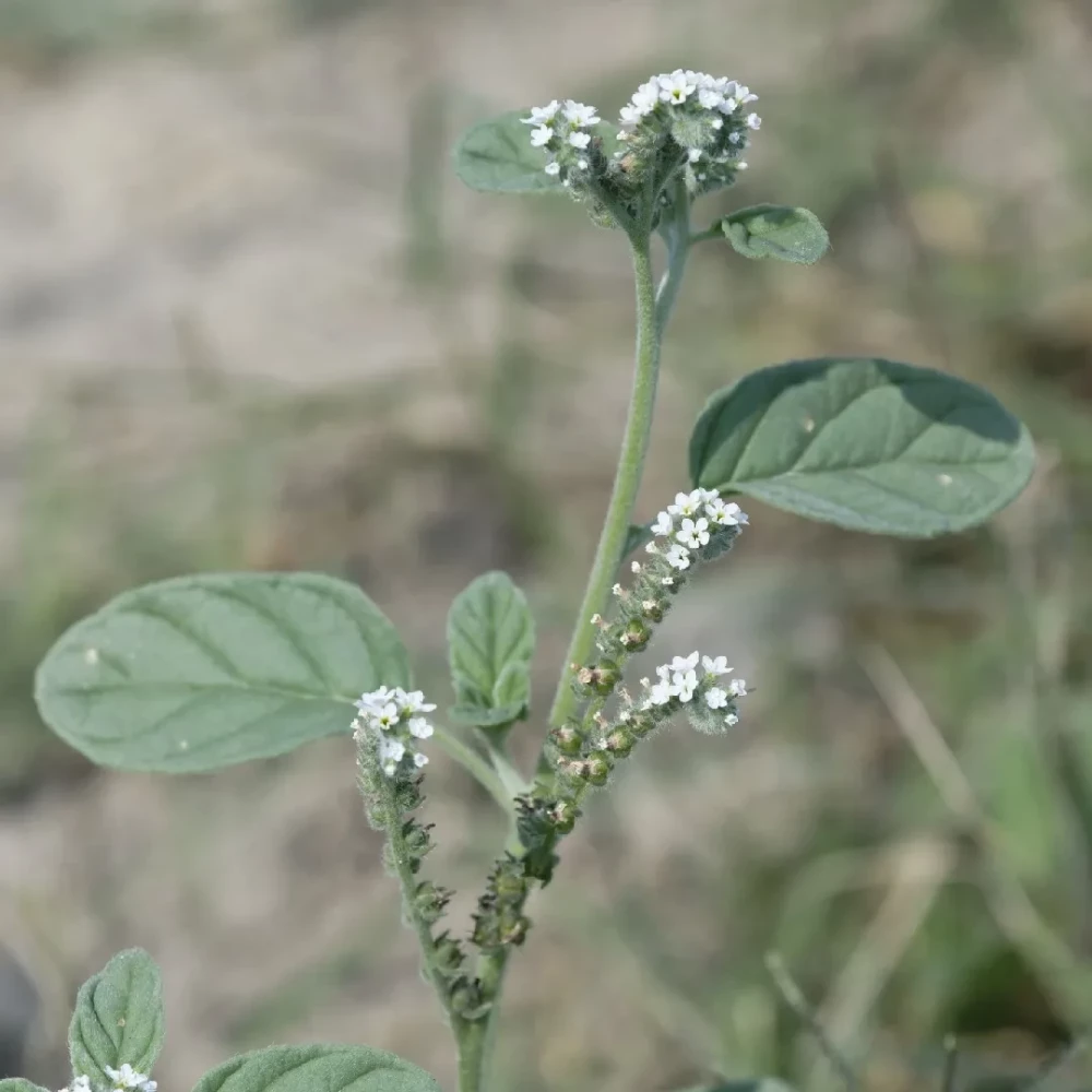 Гелиотроп европейский Гелиотроп европейский, распространение, меры борьбы, Аграрная Платформа