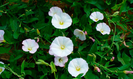 Боротьба з берізкою польовою на посівах соняшника: ефективні методи контролю