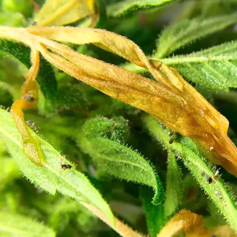 Вредители конопли Вредители конопли