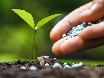 Важность внесения калийных удобрений. Советы фермерам