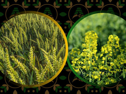 Озимий ріпак, пшениця: азотна система живлення по мерзлоталому ґрунту